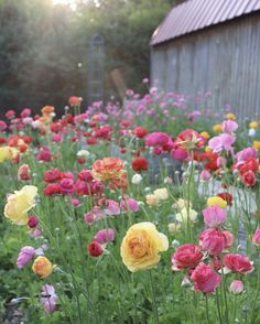 a field full of colorful flowers next to a building