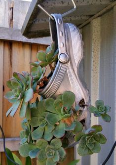 a pair of shoes hanging from the side of a building with succulents growing out of it