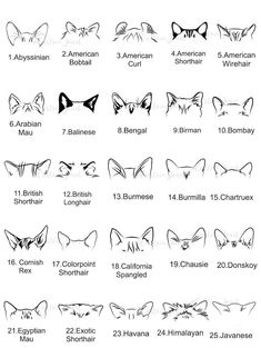 an image of cat ears and their names