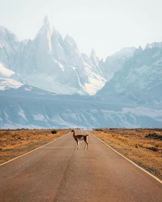 a llama standing on the middle of an empty road with mountains in the background