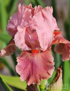 a pink flower that is growing in the grass