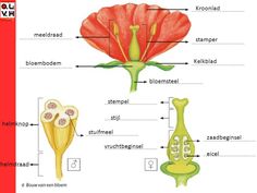 the parts of a flower are labeled in this diagram, with labels on each side