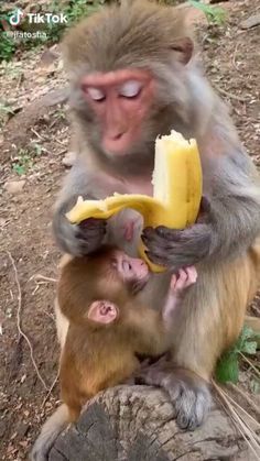 the monkeys are eating bananas together on the tree stump in the forest, and one monkey is holding it up to its head