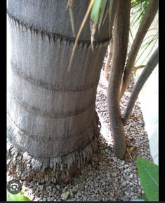 a large palm tree in the middle of some rocks and gravel with leaves around it