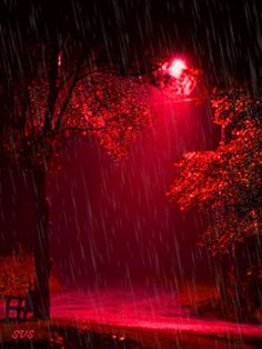 a red light shines in the dark on a rainy night with trees and benches