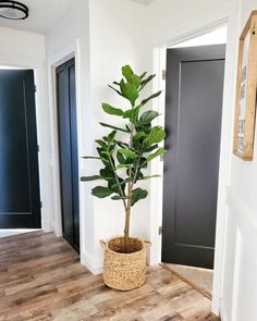 a potted plant sitting on top of a wooden floor next to an open door