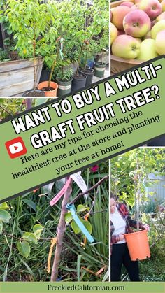 an advertisement for a fruit tree with pictures of fruits and vegetables in the foreground