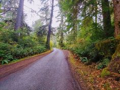 an empty road surrounded by trees and ferns