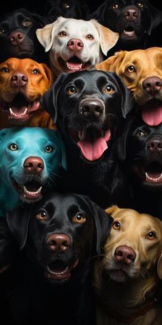 a group of dogs that are all looking at the same person with their mouths open