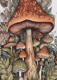 a drawing of mushrooms and plants in the woods