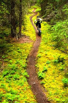 a person riding a bike down a dirt road in the middle of a lush green forest