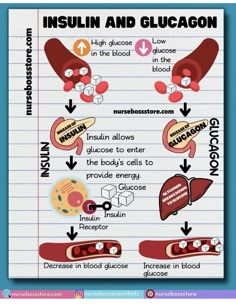 an info sheet with instructions on how to use insilin and glucagon