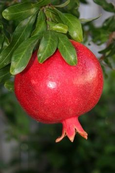 a red pomegranate hanging from a tree