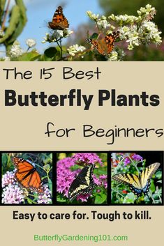 the 15 best butterfly plants for beginners easy to care for, tough to kill