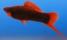 a goldfish swimming in an aquarium with blue water