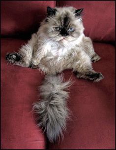 a fluffy cat laying on top of a red couch with it's paws in the air