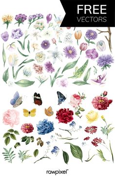 an image of flowers and butterflies with the text free vectors on it's side