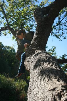 a man sitting on top of a tree branch