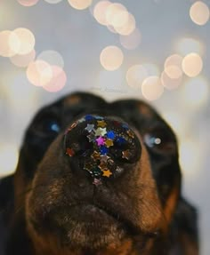 a close up of a dog's nose with stars on it