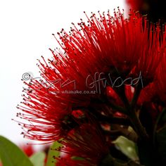 a red flower with green leaves in the foreground and a white sky in the background