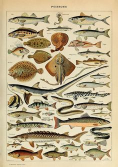 an illustration of different types of fish