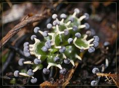 Mushrooms Pictures, Beautiful Mushrooms, Living Things, Macro Photography