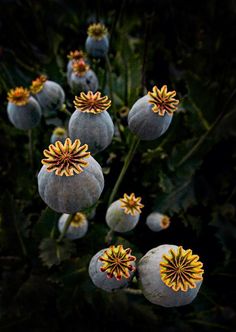 some very pretty flowers with yellow centers in the middle