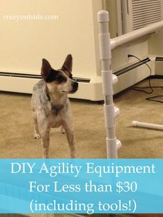 a small dog standing next to a tall white pole with the words diy agility equipment for less than $ 30 including tools