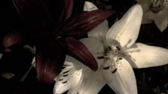 some white and red flowers are in the dark