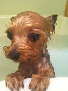 a small brown dog sitting on top of a bath tub next to a white towel