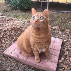 an orange cat with blue eyes sitting on a brick block in front of a yard