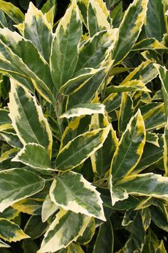 closeup of green and yellow leaves on a bush