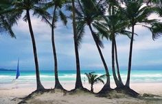 palm trees line the beach with sailboats in the distance