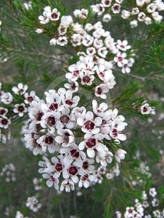 some white and red flowers on a tree