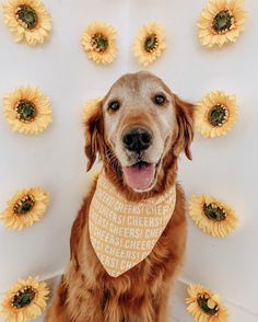 a brown dog wearing a bandana sitting in front of sunflowers on the wall