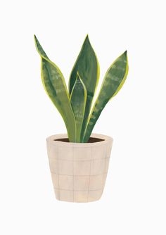 a potted plant with green leaves is shown on a white background in this image