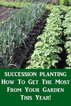 a row of plants with the words succession planting how to get the most from your garden this year