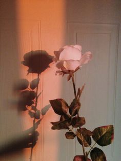 a single white rose is in front of a door with the light shining on it