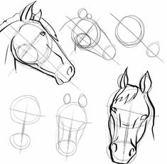 the horse's head is shown with several different angles and shapes to show how it looks