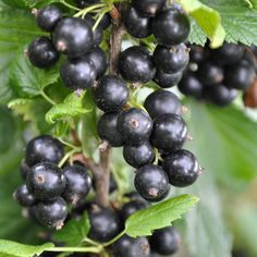 blackberries growing on a tree with green leaves