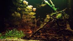 an aquarium filled with plants and water