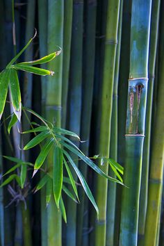 the green leaves of a bamboo plant