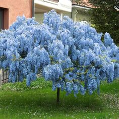 a blue tree in front of a building with green grass and flowers on the ground