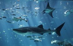 a large group of fish swimming in the ocean water with sunlight streaming through it's windows