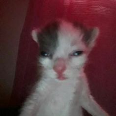 the kitten is looking at the camera while wearing a fake nose and sitting in front of a red chair