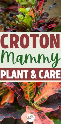 Croton Mammy Care Croton Plant Care, Codiaeum Variegatum, House Plant Care, Green Space, The Plant, Plant Care, Beautiful Gardens, Indoor Plants