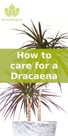 a potted plant with the words how to care for a dracaena