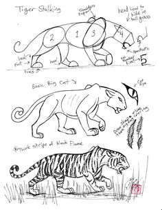 three different types of tiger drawings