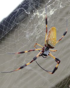 a yellow and black spider sitting on its web