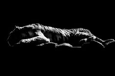 a black and white photo of a tiger laying down on the ground in the dark